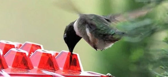 Ant Proof Hummingbird Feeder Outdoor Hanging Perch - in use