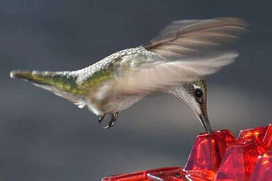 Ant Proof Hummingbird Feeder Outdoor Hanging Perch - alternate angle