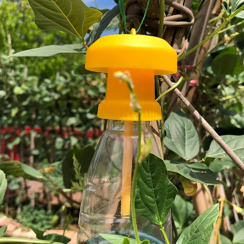 Fruit Fly Trap with Hanging Cover - in use