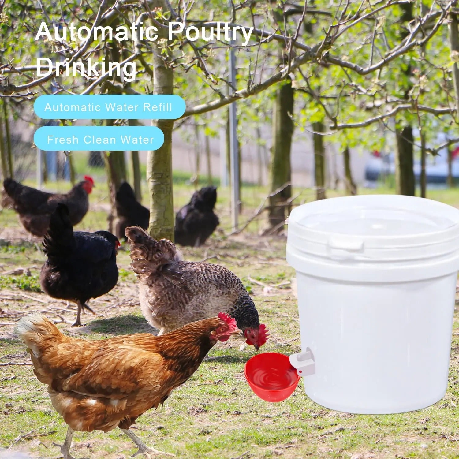 Automatic Chicken Waterer Cups (10 Pack) - in use