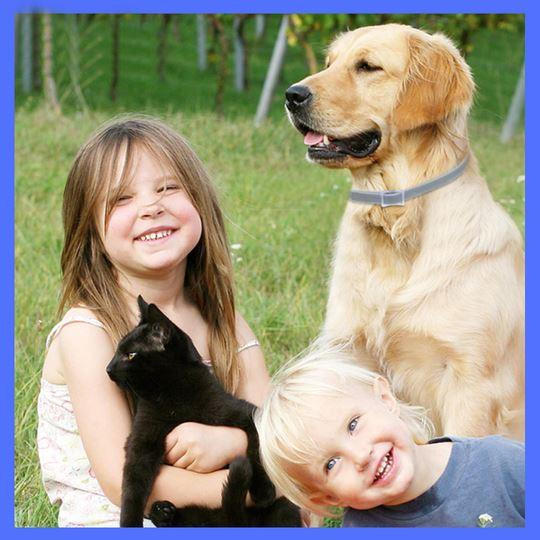 Dog Pest Collar - alternate angle