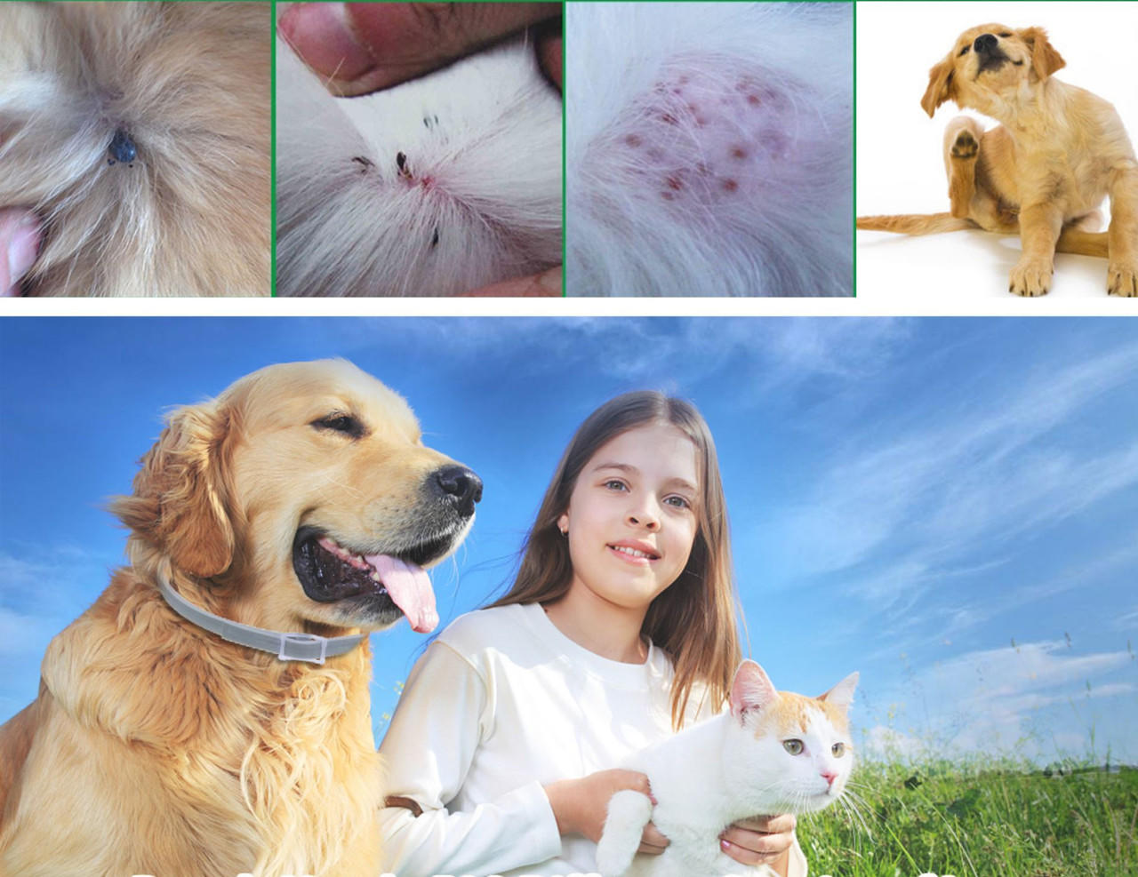 Dog Pest Collar - in use
