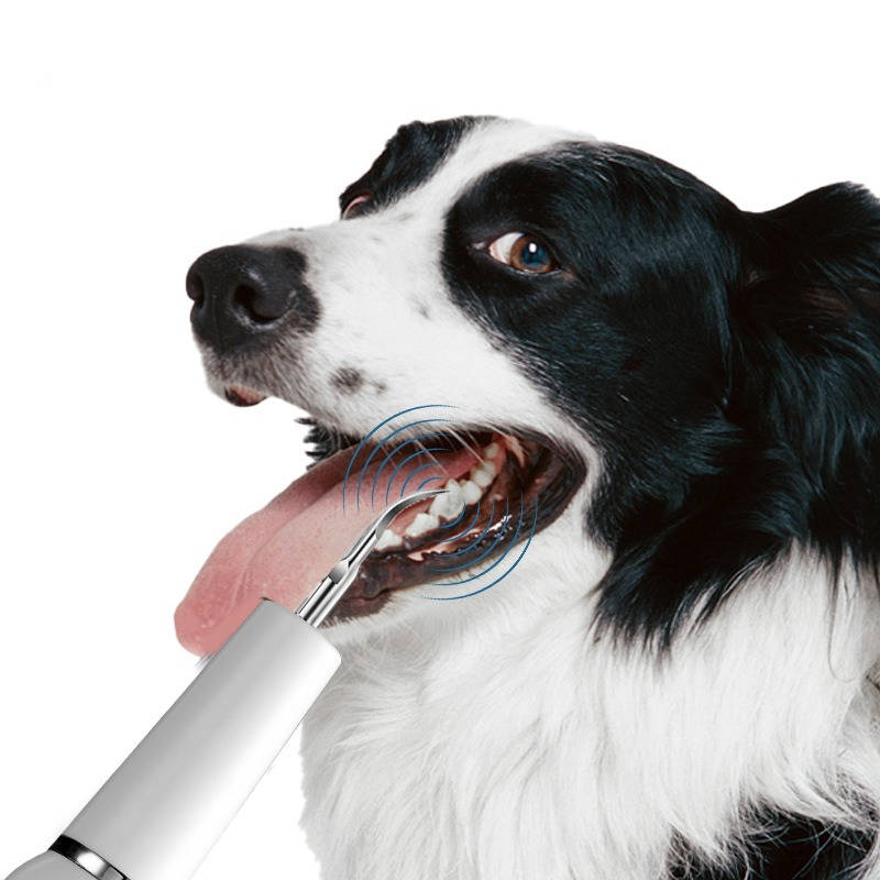 Dog Plaque Tartar Calculus Remover at Home - detail