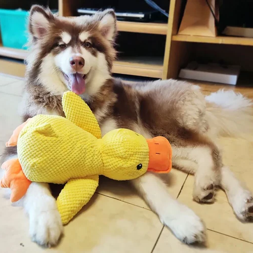 Calming Duck Dog Toy - in use