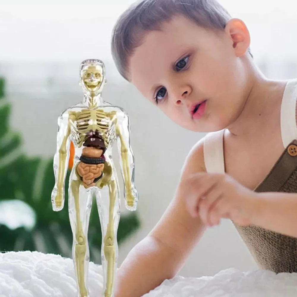 3D Human Body Torso Anatomy Model for Kids | Educational Skeleton & Organ Model - alternate angle
