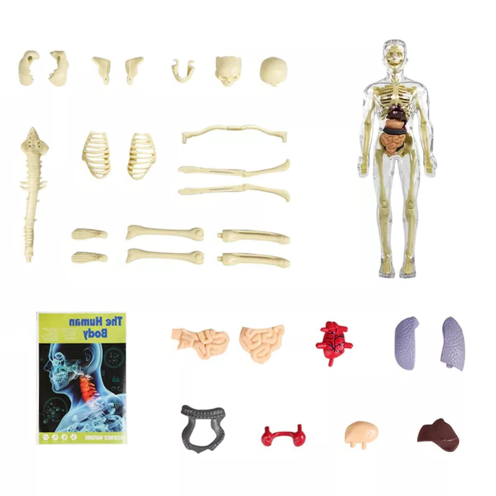 3D Human Body Torso Anatomy Model for Kids | Educational Skeleton & Organ Model - detail