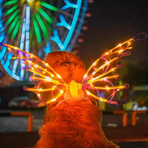 Electric Colorful Kids / Adults LED Fairy Wings Costume - alternate angle