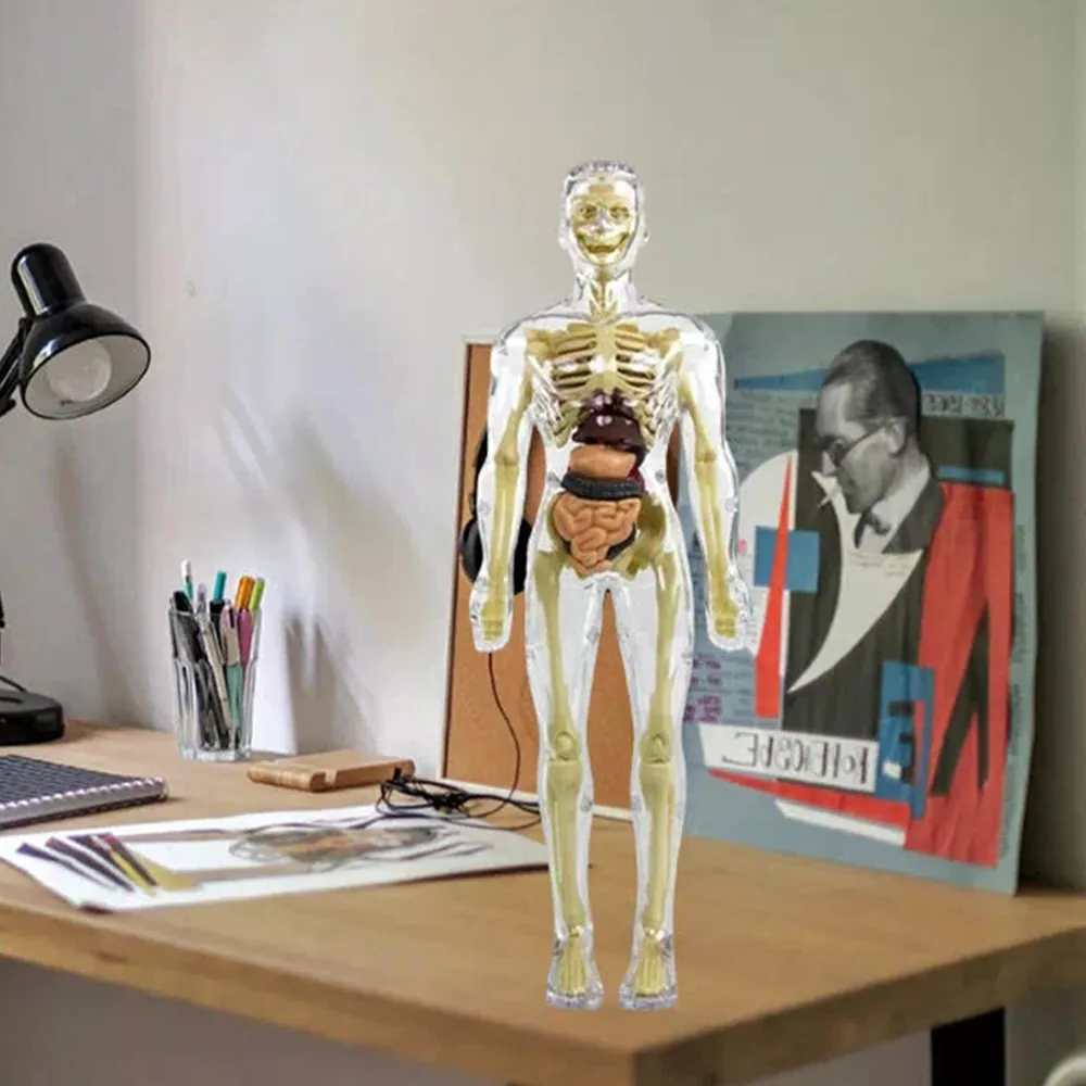 3D Human Body Torso Anatomy Model for Kids | Educational Skeleton & Organ Model - in use