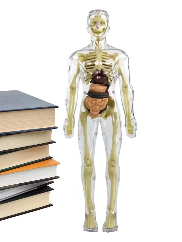3D Human Body Torso Anatomy Model for Kids | Educational Skeleton & Organ Model