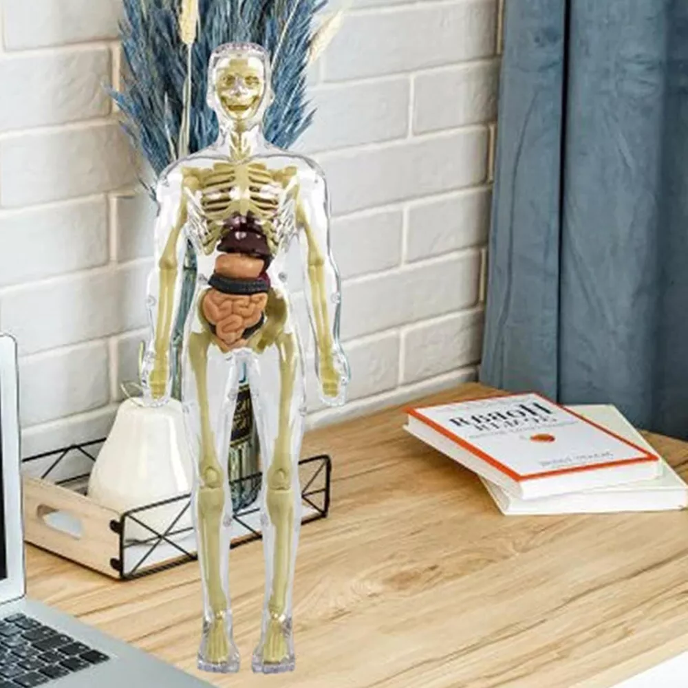 3D Human Body Torso Anatomy Model for Kids | Educational Skeleton & Organ Model - detail
